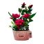 Rosas-artificiales-con-maceta-de-ceramica,-precio-25.00